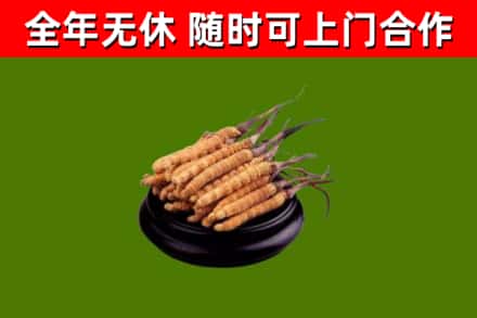 鸡西烟酒回收冬虫夏草.jpg